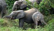 Elephants, Moukalaba-Doudou National Park, Gabon