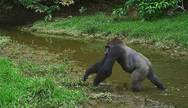 Lowland gorilla, Moukalaba-Doudou National Park, Gabon