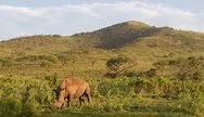 Rhino in Hluhluwe Umfolozi Game Reserve, South Africa