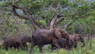 Elephants in Hluhluwe Umfolozi Game Reserve, South Africa