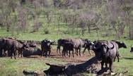 Buffalo in Hluhluwe Umfolozi Game Reserve, South Africa