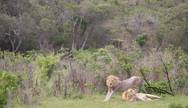 Lions in Hluhluwe Umfolozi Game Reserve, South Africa