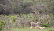 Lions in Hluhluwe Umfolozi Game Reserve, South Africa