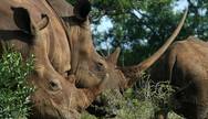 Huge-horned rhino in Hluhluwe Umfolozi Game Reserve, South Africa