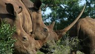 Huge-horned rhino in Hluhluwe Umfolozi Game Reserve, South Africa