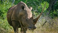 Huge-horned rhino in Hluhluwe Umfolozi Game Reserve, South Africa