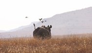 Black Rhino & Oxpeckers - Lewa,  Laikipia Plateau, Kenya