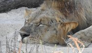 Lion, Lower Zambezi National Park, Zambia
