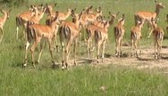 Impalas, Akagera National Park, Rwanda