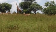 Giraffe and zebras, Akagera National Park, Rwanda