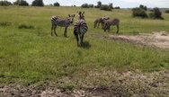 Zebras, Akagera National Park, Rwanda