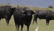 African buffalo, Akagera National Park, Rwanda