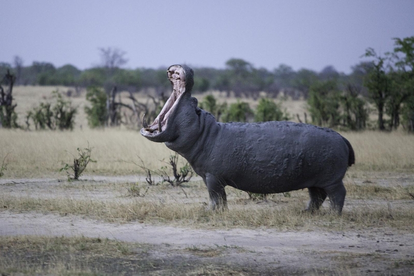 Photo by: - Hippo on the move, Chobe National Park, Botswana