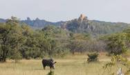 A White Rhino feeding in the Matopos, Matobo National Park, Zimbabwe
