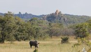 A White Rhino feeding in the Matopos, Matobo National Park, Zimbabwe