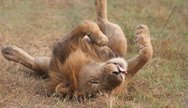 Lion in Kidepo Valley National Park, Uganda


