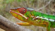 Chameleon in Ankarana Reserve, Madagascar