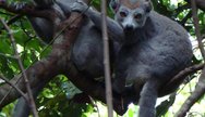 Lemurs in Ankarana Reserve, Madagascar
