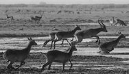 Lechwe Antelope - Kafue National Park