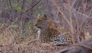 Leopard thrive in the Kafue woodlands and river banks