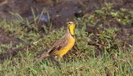 A Fulebons Longclaw - One of the 500 species found in the Kafue