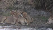 Lions can be seen on the banks of the Kafue River