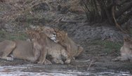 Lions can be seen on the banks of the Kafue River