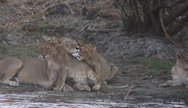 Lions can be seen on the banks of the Kafue River