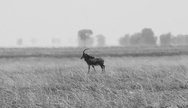 The most handsome antelope, can be found in the Kafue