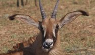 Roan Antelope - one of a wide number of species you can see in the Kafue