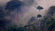Nyungwe Rain Forest