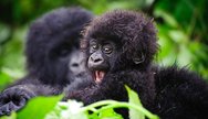 Virunga national pack gorilla
