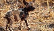 Wild dog, Madikwe Game Reserve, South Africa