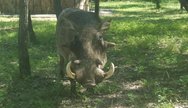 Warthog, Matobo National Park, Zimbabwe 