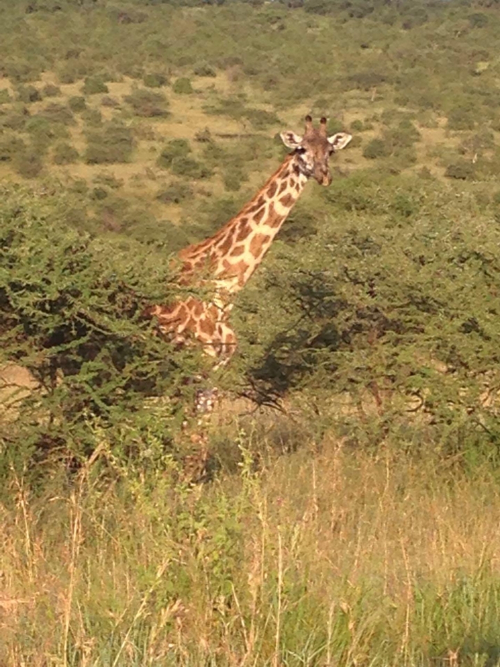 Photo by: - Giraffe, the national animal of Tanzania
