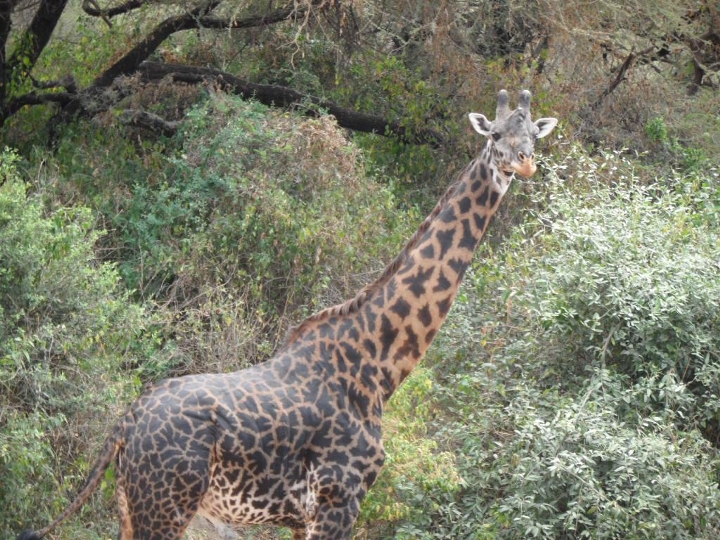 Photo by: - Giraffe, the national animal of Tanzania, Lake Manyara National  Park, Tanzania