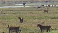 Lions and waterbucks in North Kafue National Park, Zambia
