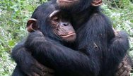 Chimpanzees, Nyungwe Forest National Park, Rwanda