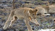 Cheeky male lion cub in Kafue. 