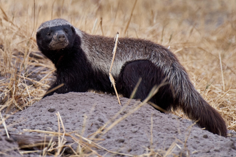 THE HONEY BADGER - Royal African Safaris