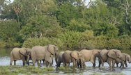 Elephants, Saadani National Park, Tanzania