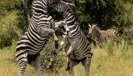 Zebra fighting during the migration in Nxai Pan