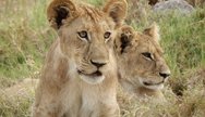 Lions in Central Kalahari