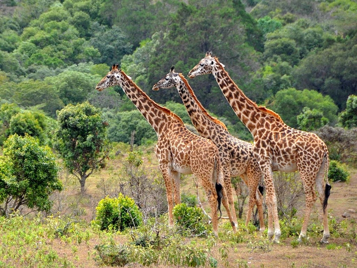 Kubwa Five Safaris reviews, tours, photos