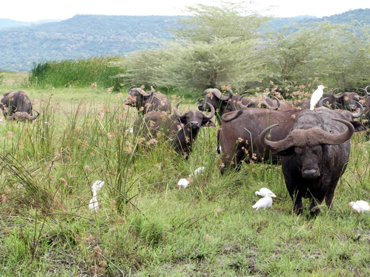Kubwa Five Safaris reviews, tours, photos