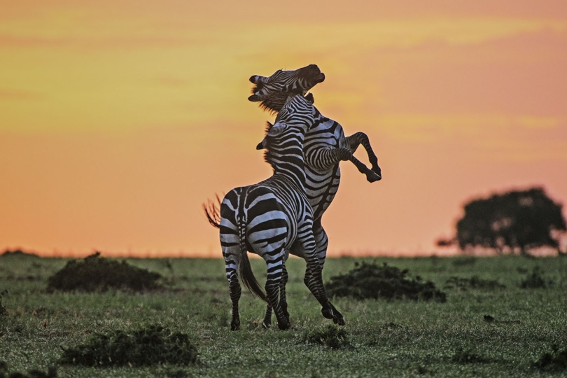 Kubwa Five Safaris Limited reviews, tours, photos