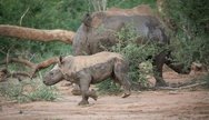 Baby rhino running in Madikwe Game Reserve.