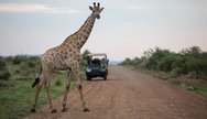 Giraffe and game viewing vehicle in Madikwe Game Reserve