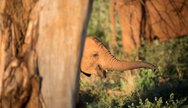 Baby elephant in Madikwe Game Reserve