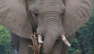 Silently cruising down the Zambezi River and getting close to the wildlife feeding on the banks.  